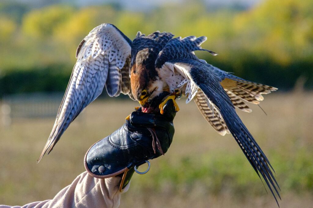 falconry bags and accessories