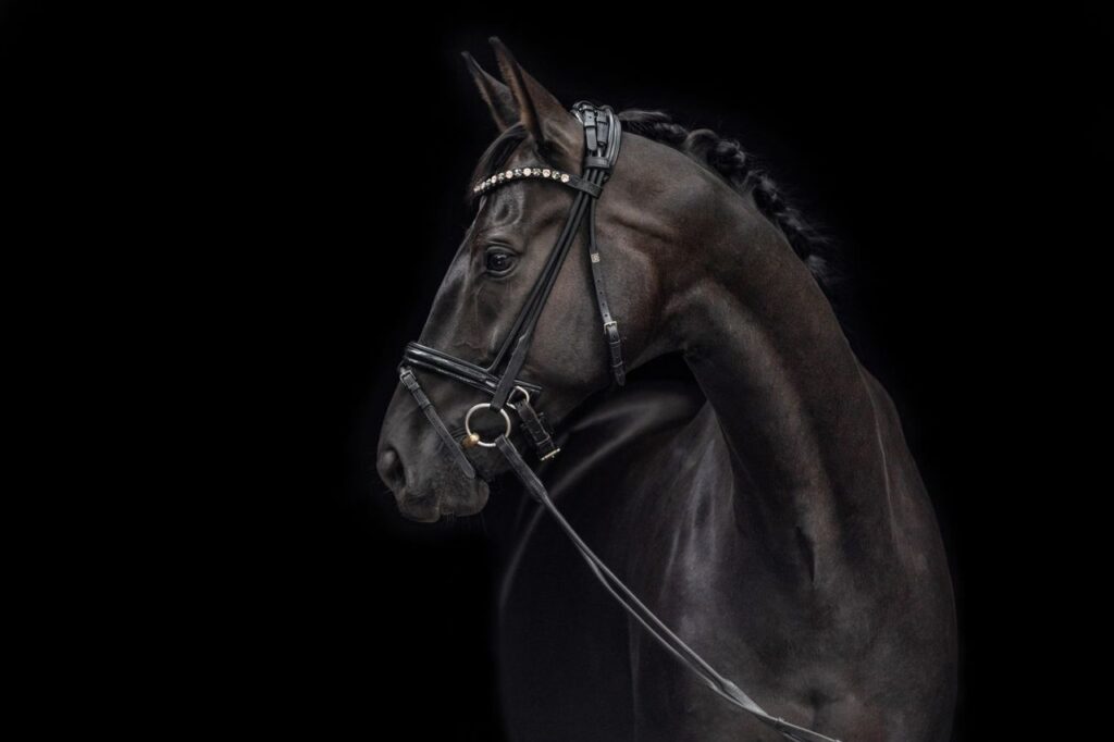 Equestrian Harness & Bridles
