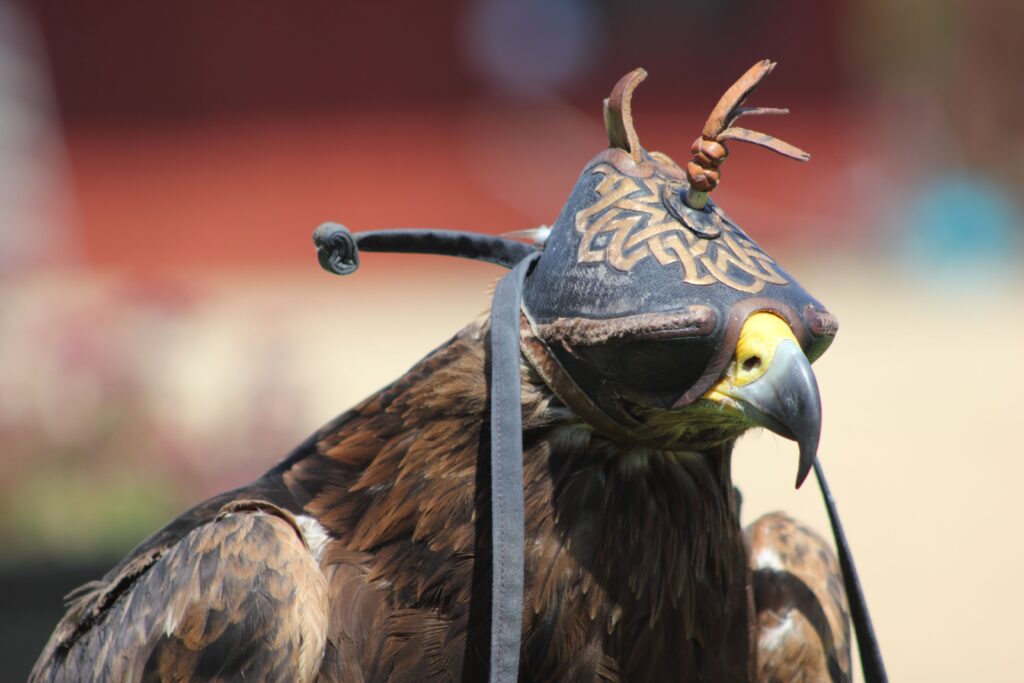 Close-up of a hooded falcon with ornate leather hood, showcasing its majestic beauty.